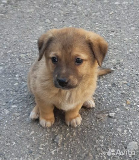 Щенок в добрые руки