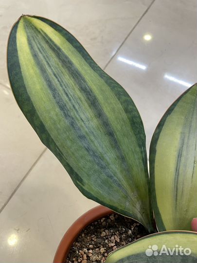 Сансевиерия сортовая