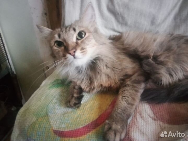 Кошечка в семью