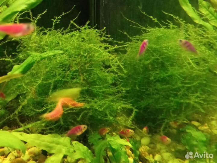 Аквариумные растения