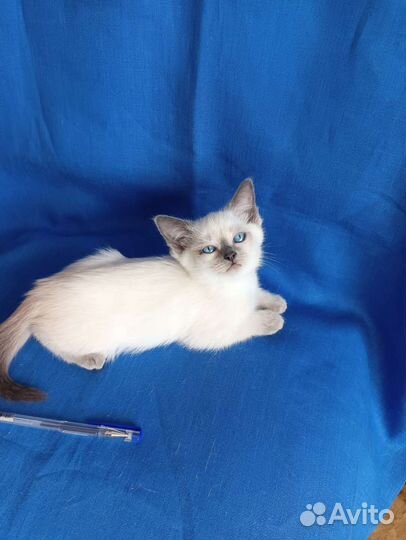 Котята Тайской породы