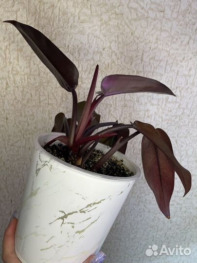 Филодендрон лиза