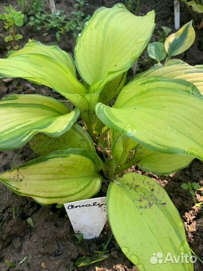 Хоста растение