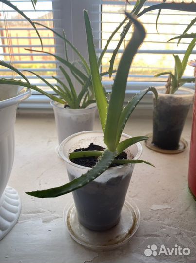 Растение «алоэ»