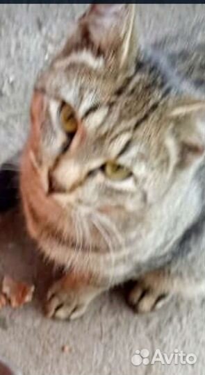 Котику нужна помощь и дом