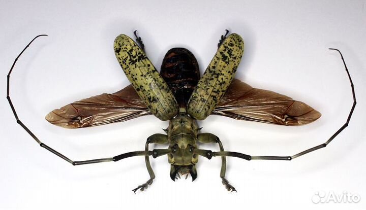 Большой Жук усач Pseudomeges marmoratus