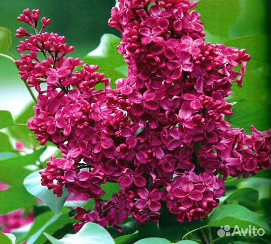 Сирень Красная Москва и другие красивые сорта