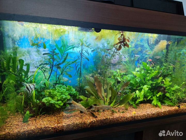 Растения для аквариума, аквариумные