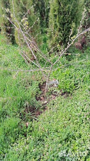 Черенки лесного ореха, фундука