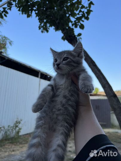 Кошки