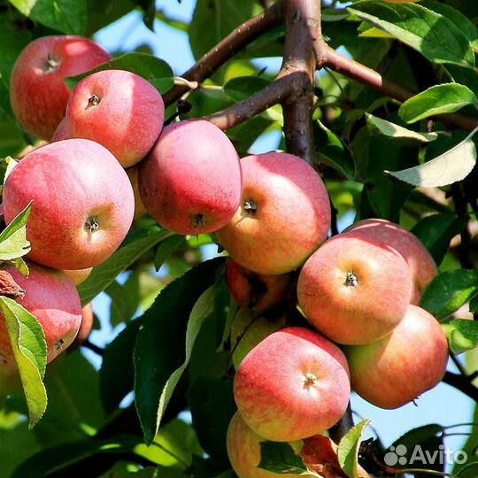 Саженцы яблони оптом