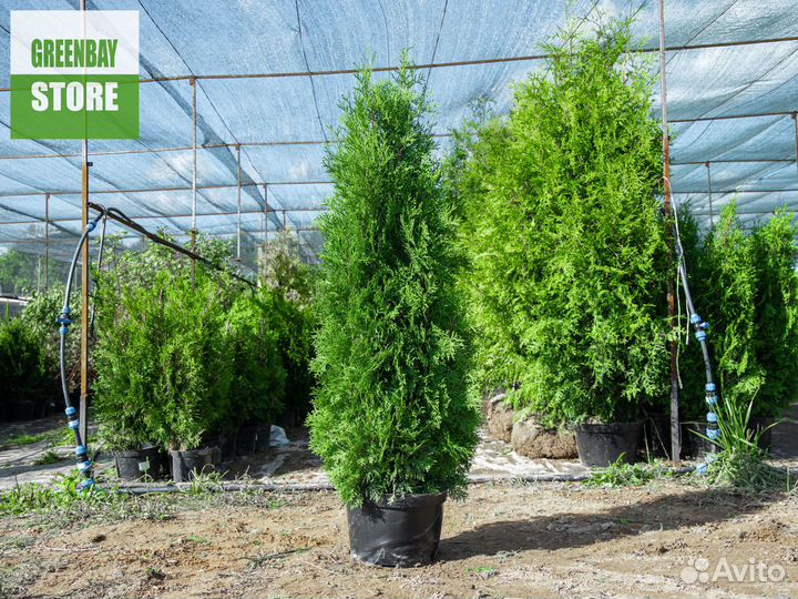 Туи колумна 140 см свежая копка 2023