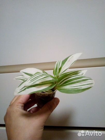 Разные комнатные растения