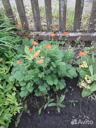 Гравилат чилийский