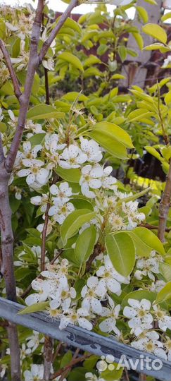 Саженцы, рассада, цветы