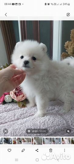 Девочка шпиц