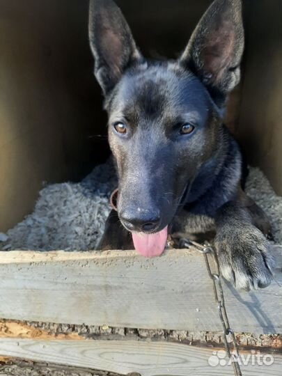 Собака в добрые руки отдам бесплатно