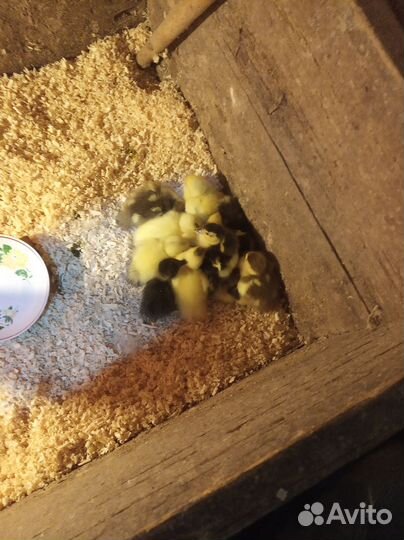 Утята Мускусной утки