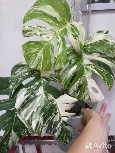 Монстера альба