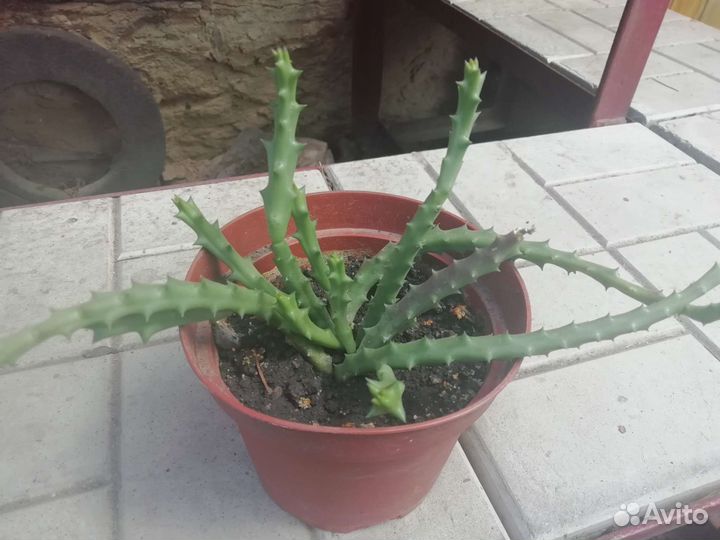 Стапелия, Декабрист шлюмбергера микс