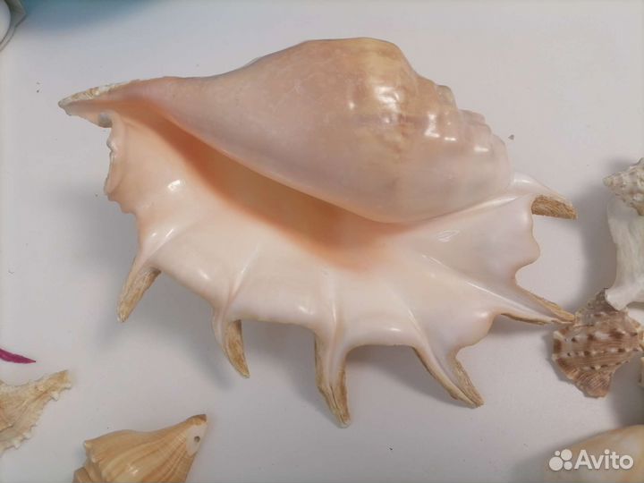 Ракушка морская большая