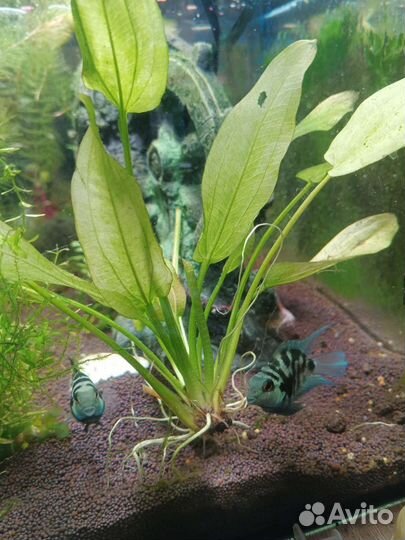 Рыбка сапфировый попугай