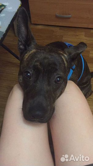 Стаффордширский терьер