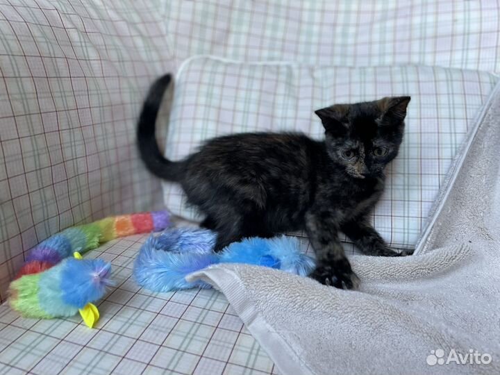 Котенок-черепашка ищет дом