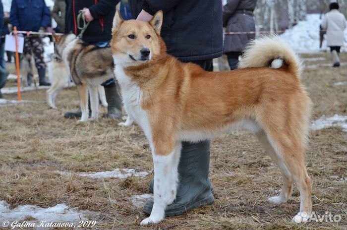 Кобель для вязки