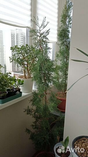 Кипарисы ялтинские