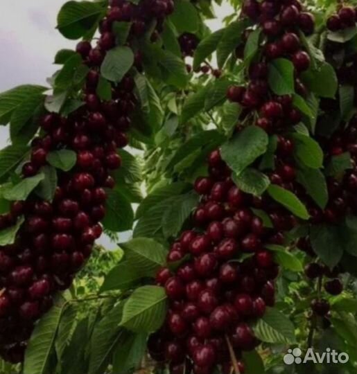 Черешня колоновидная