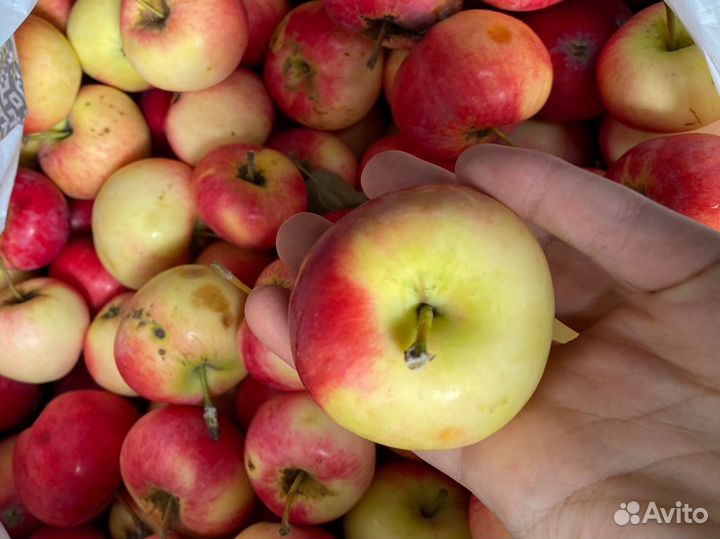 Яблоки