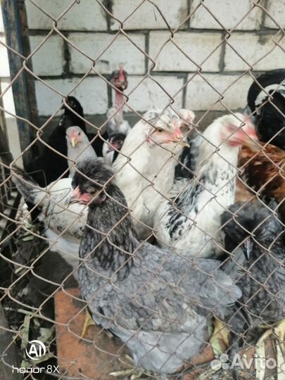 Молодые куры мясо яичных пород