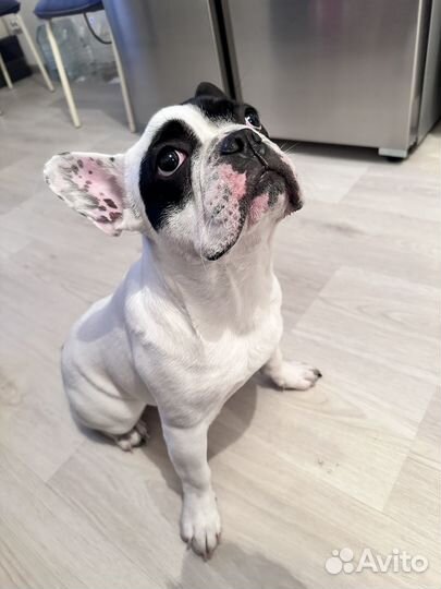 Французский бульдог