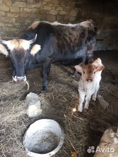 Корова с теленком