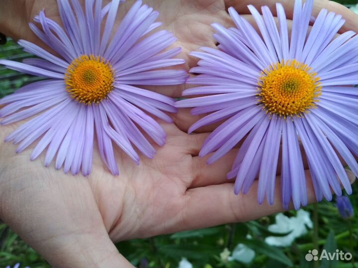 Лилейники, колокольчики, пионы, флоксы, хосты