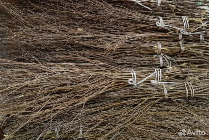 Веники чилиговые