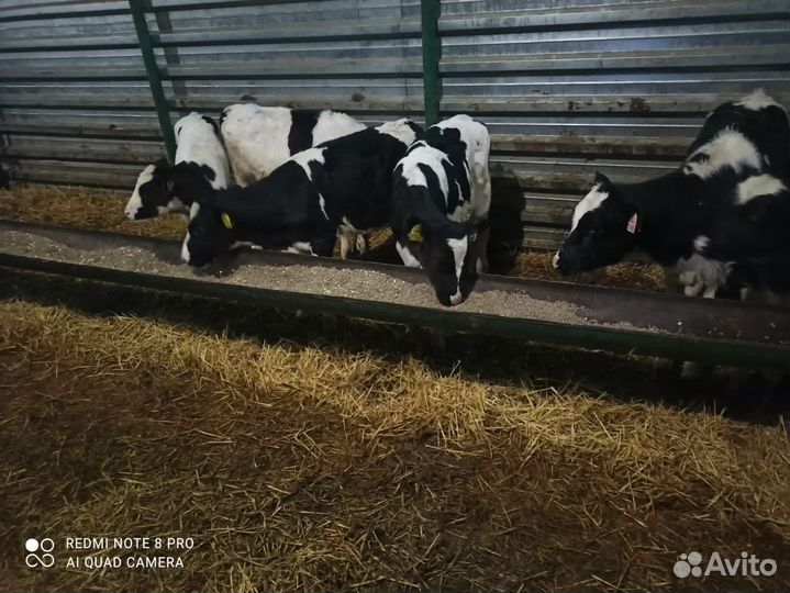 Телята мясной породы бычки