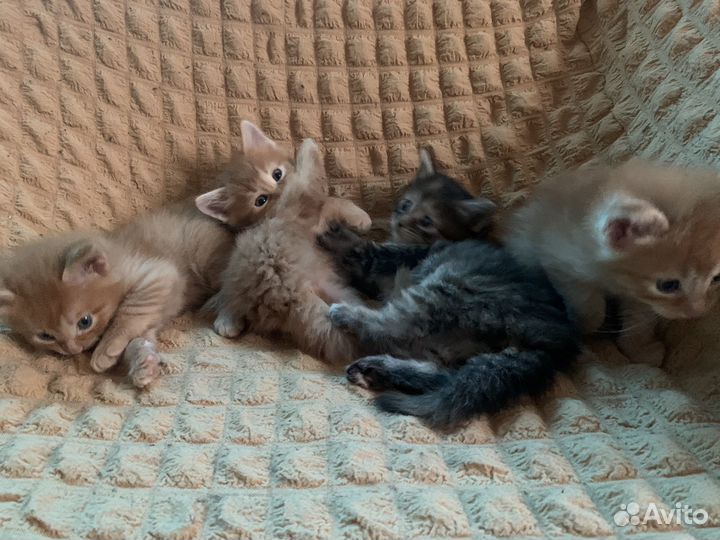 Котята в добрые руки
