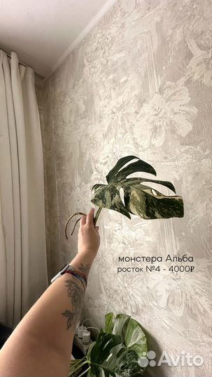 Монстера альба