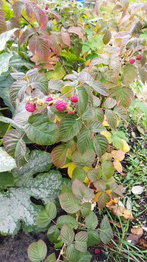 Участок 8,5 сот. (ИЖС)