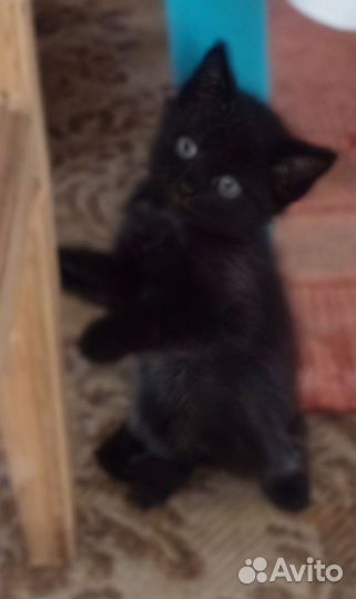 Котята в добрые руки бесплатно