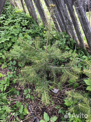 Пихта сибирская