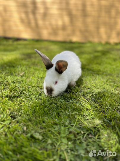 Кролики калифорнийцы