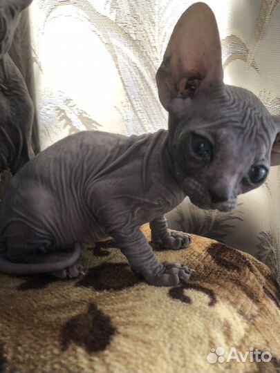 Канадский сфинкс