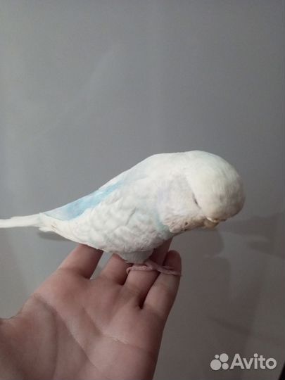 Попугай ввп чех