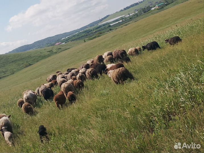 Овцы бараны ягнята романовские