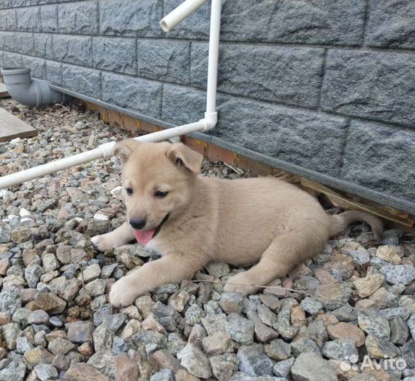 Щенки в добрые руки