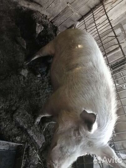 Кабан и свинья