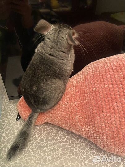 Шиншилла серый стандарт девочка 04.11.2022